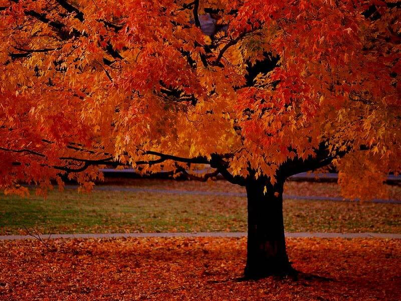 Autumn Tree with Red Leaves — Serene, Photograph, Grass
