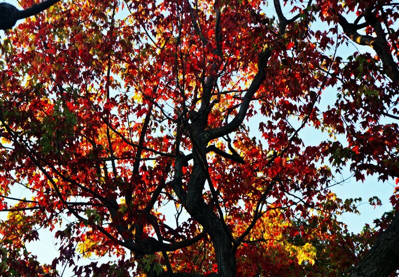 Autumn Tree with Red Leaves — Serene, Photograph, Sky