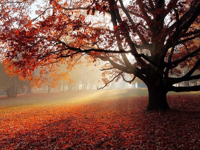 Autumn Tree with Red Leaves — Serene, Photograph, Sunlight