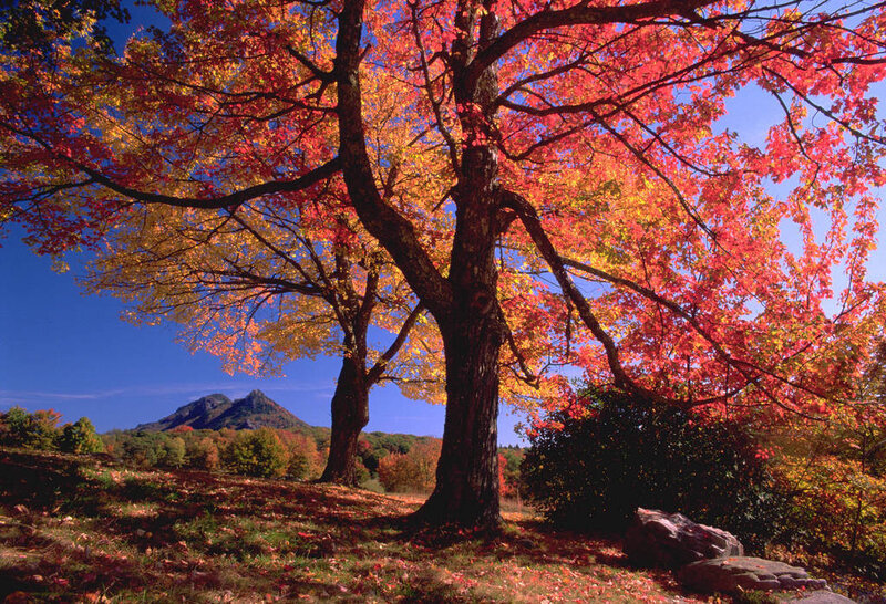 Autumn Tree with Red Leaves — Serene, Photograph