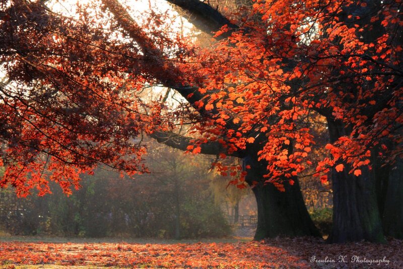 Autumn Tree with Red Leaves — Serene, Photograph, Tree Trunk