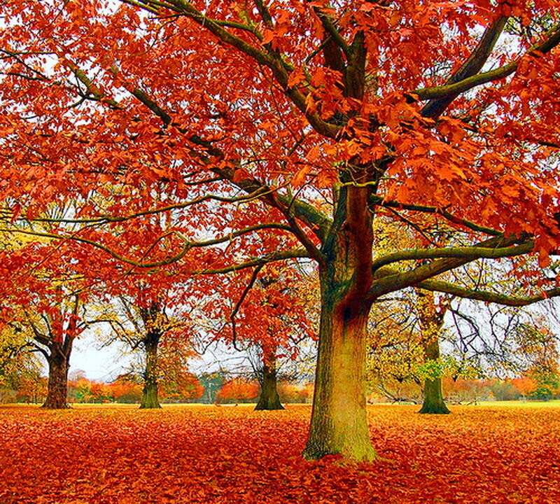 Autumn Tree with Red Leaves — Serene