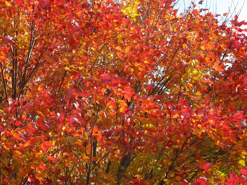 Autumn Tree with Red Leaves — Vibrant, Photograph