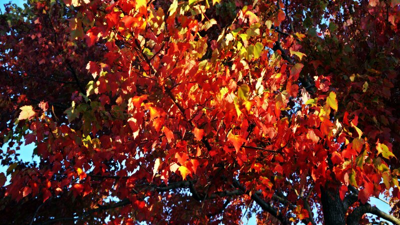 Autumn Tree with Red Leaves — Vibrant