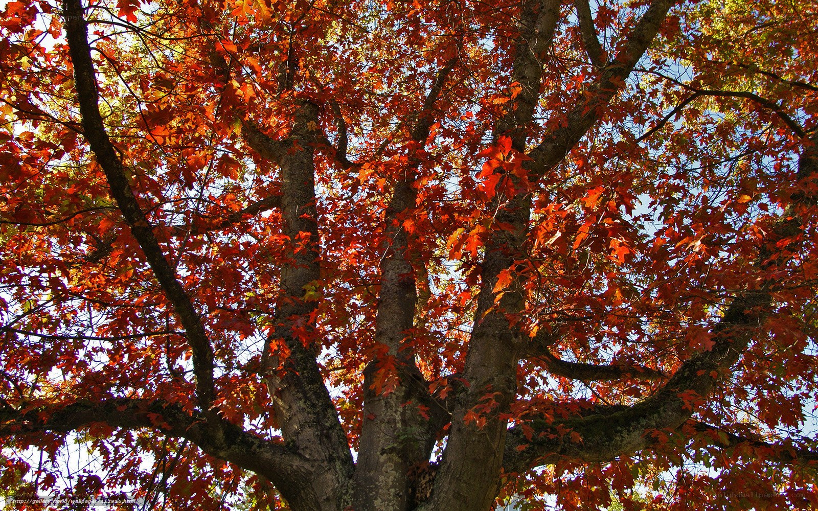Autumn tree with red leaves