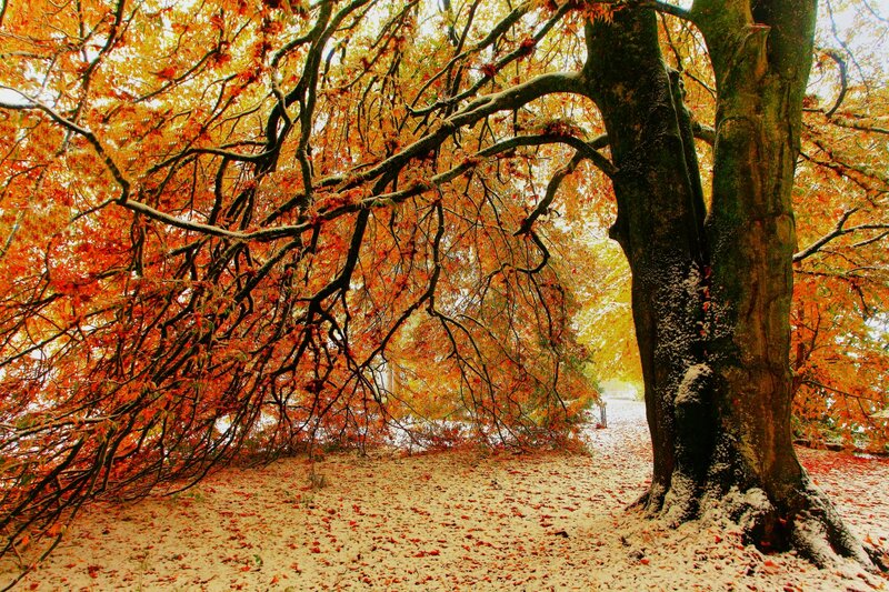 Autumn Tree with Snow — Orange
