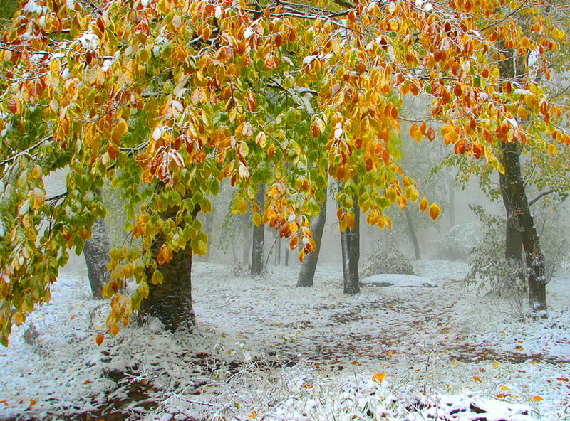 Autumn Tree with Snow