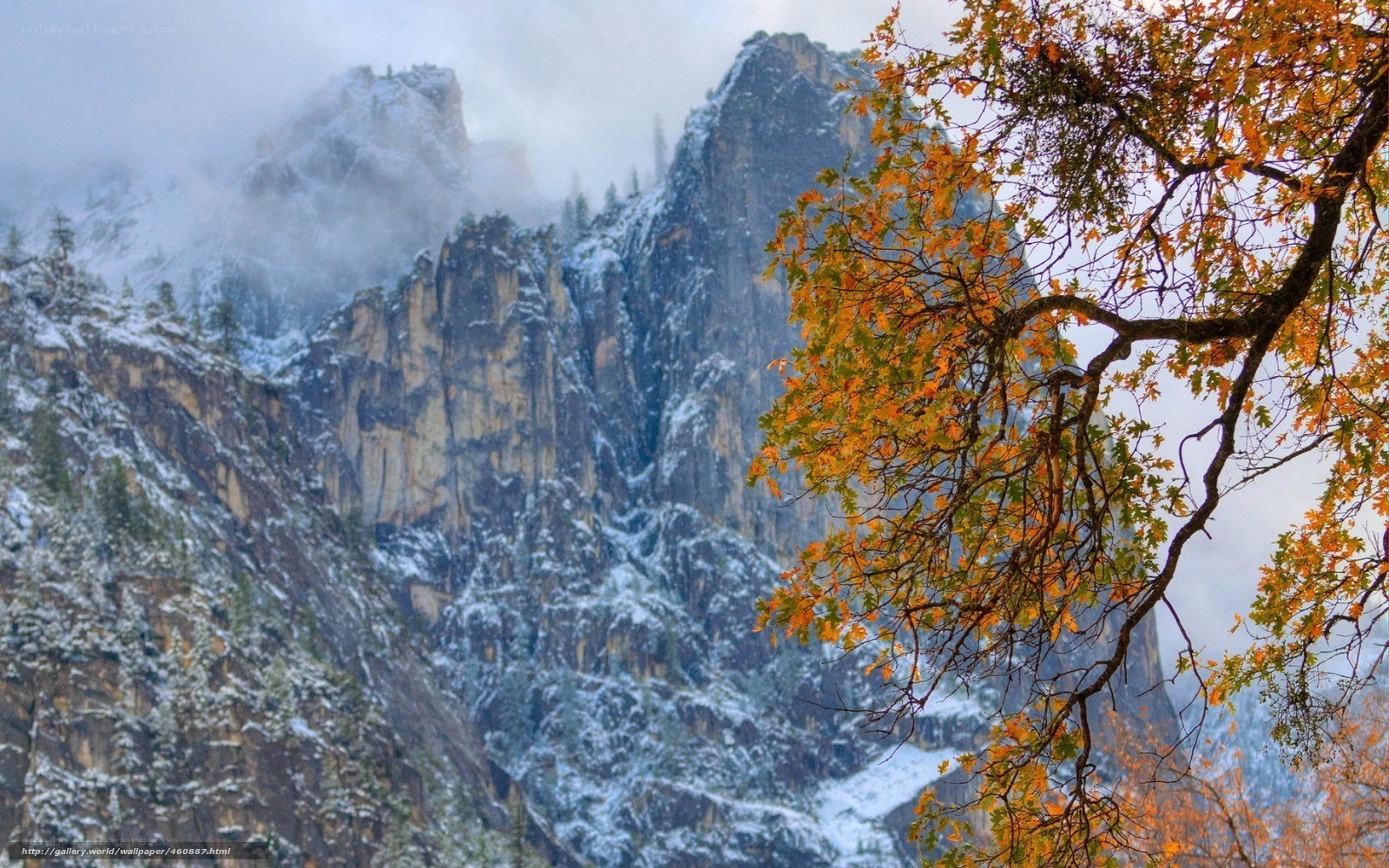 Autumn tree with snowy mountains