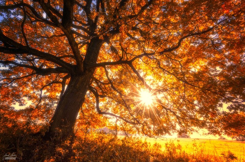Autumn Tree with Sun — Orange
