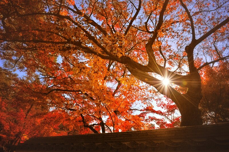 Autumn Tree with Sun