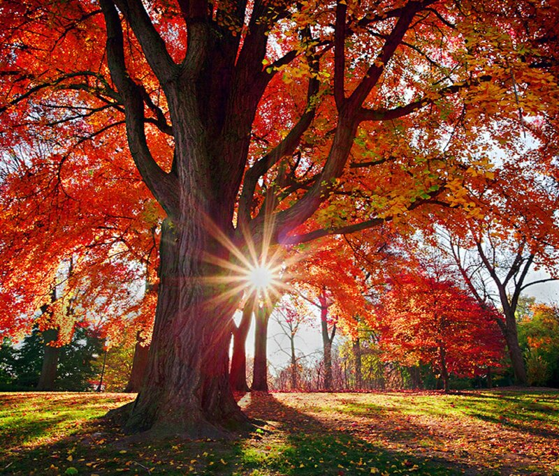 Autumn Tree with Sunburst — Red