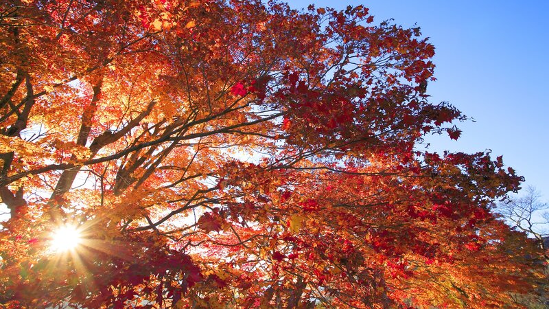 Autumn tree with sunburst