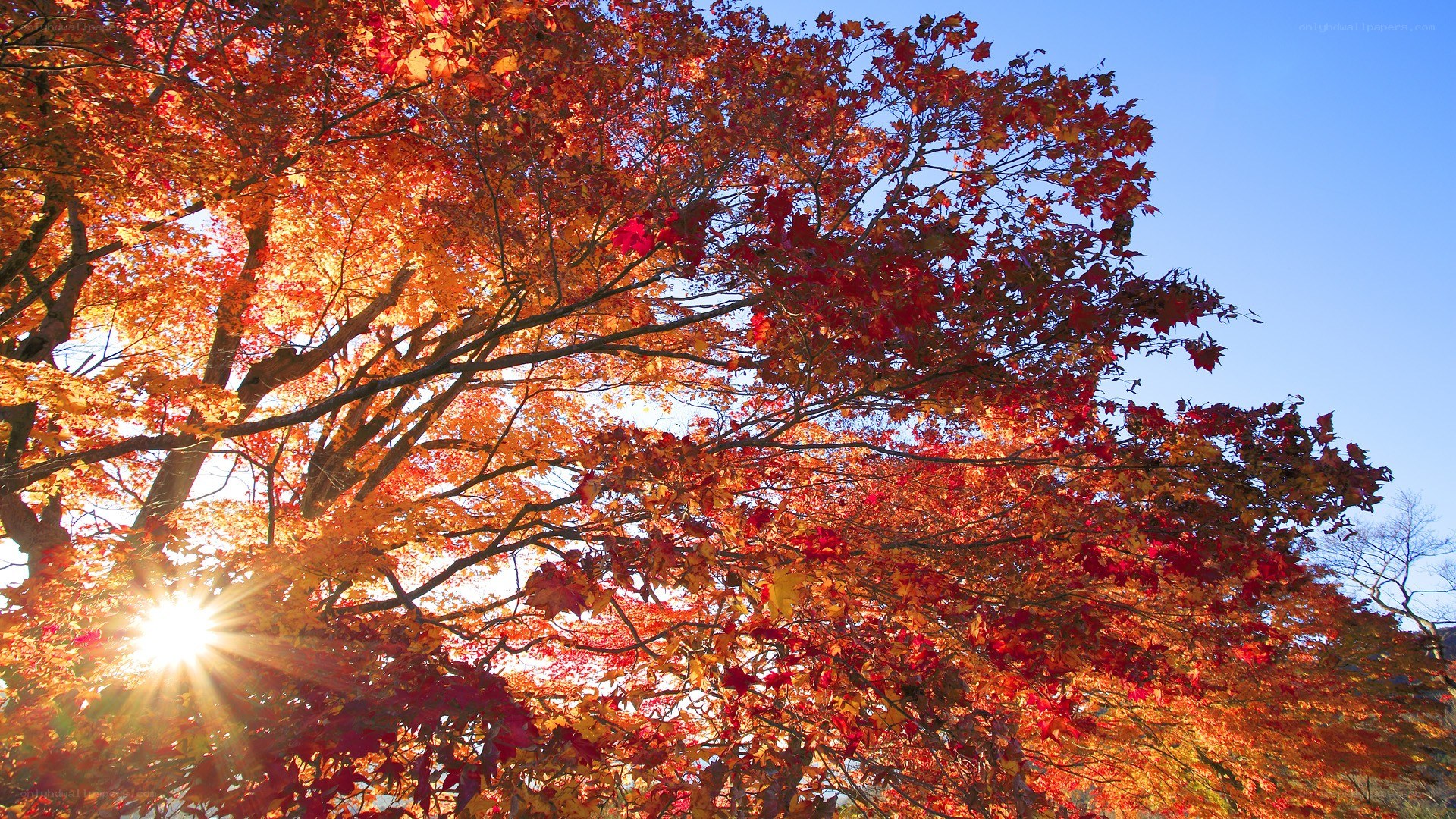 Autumn tree with sunburst