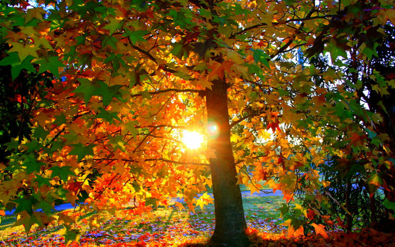 Autumn Tree with Sunlight — Orange, Serene