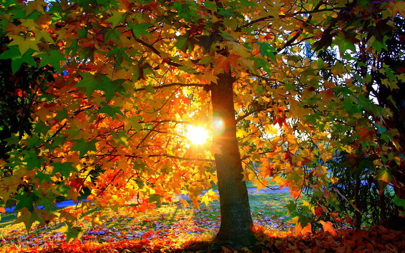 Autumn Tree with Sunlight — Orange