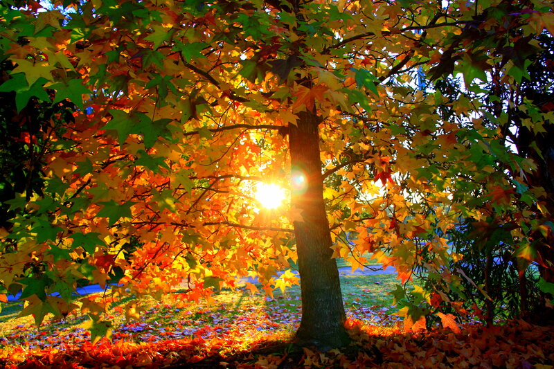 Autumn Tree with Sunlight