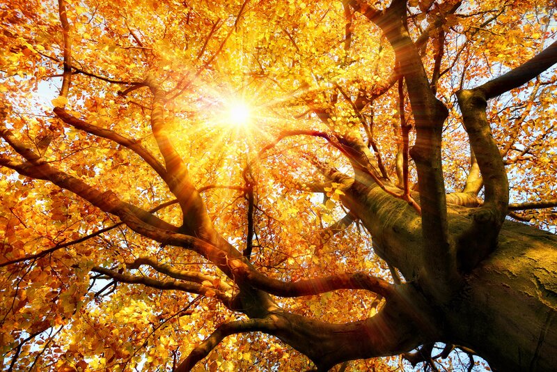 Autumn Tree with Sunlight — Yellow