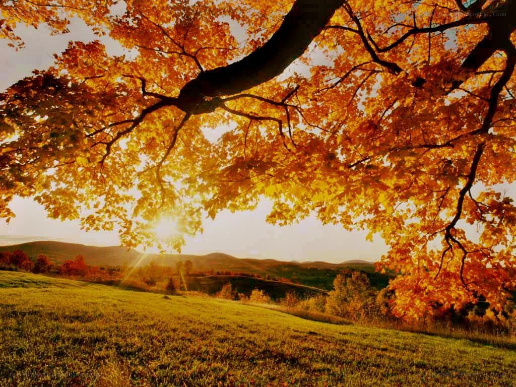 Autumn tree with sunlit leaves