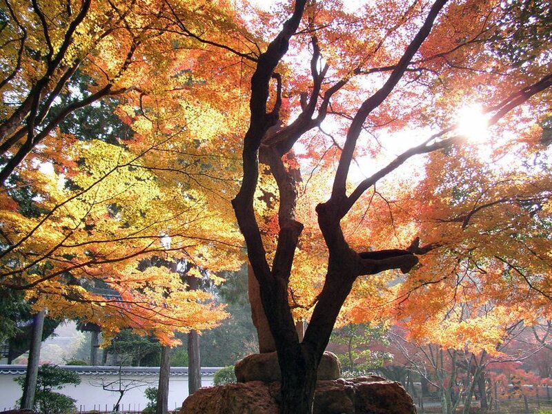 Autumn tree with sunlit leaves