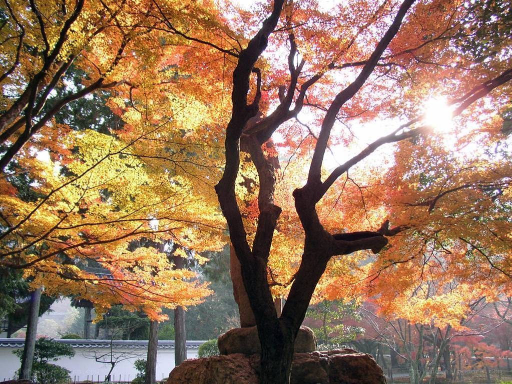 Autumn tree with sunlit leaves
