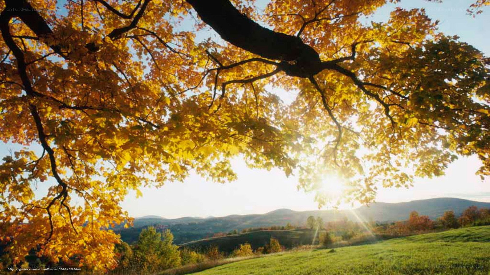 Autumn tree with sunlit leaves