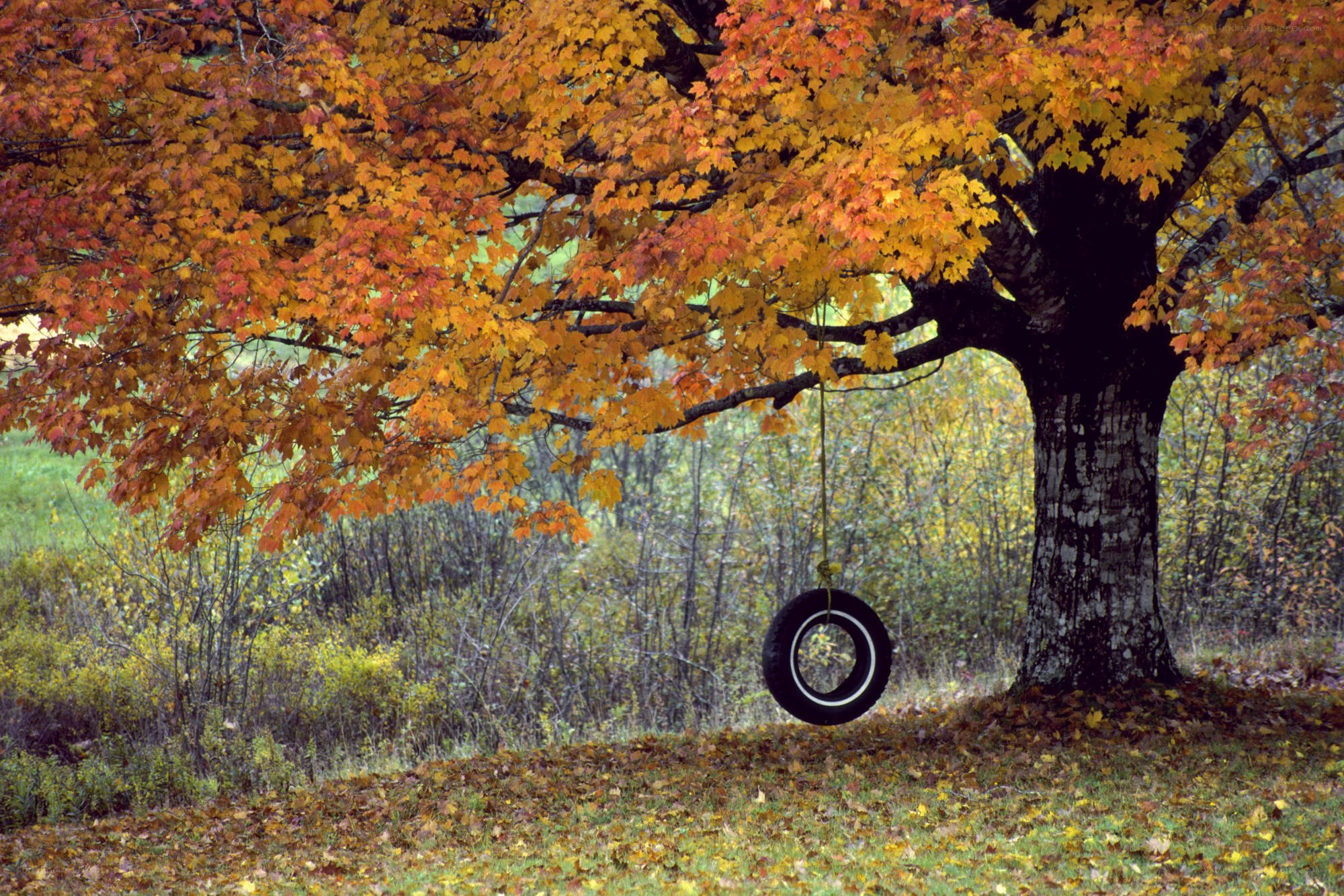 Autumn tree with tire swing