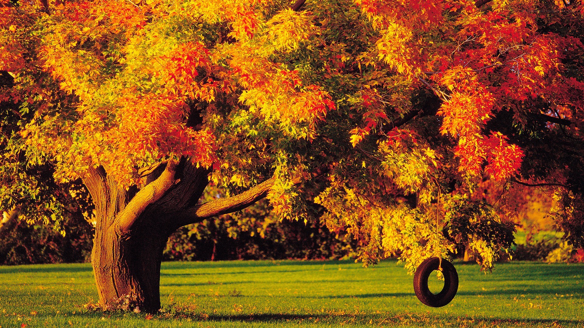 Autumn tree with tire swing