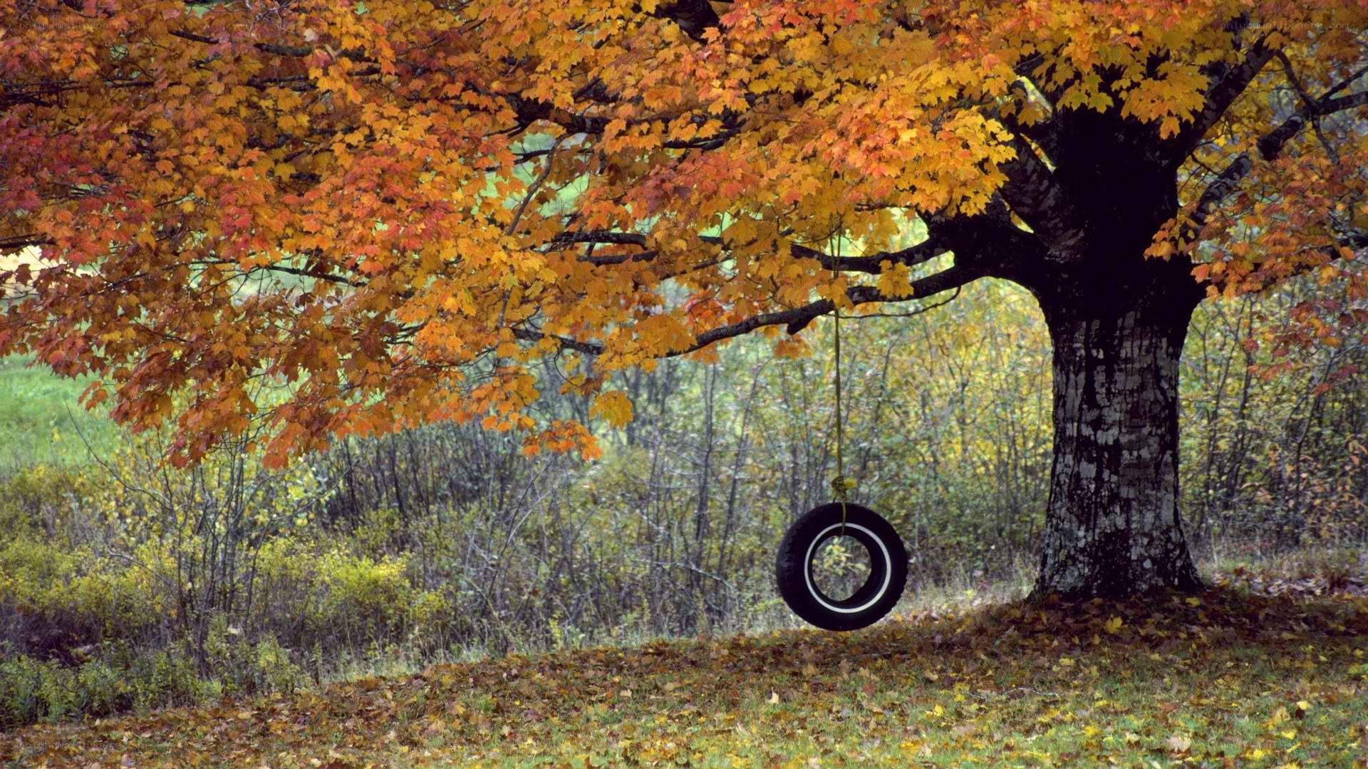Autumn tree with tire swing