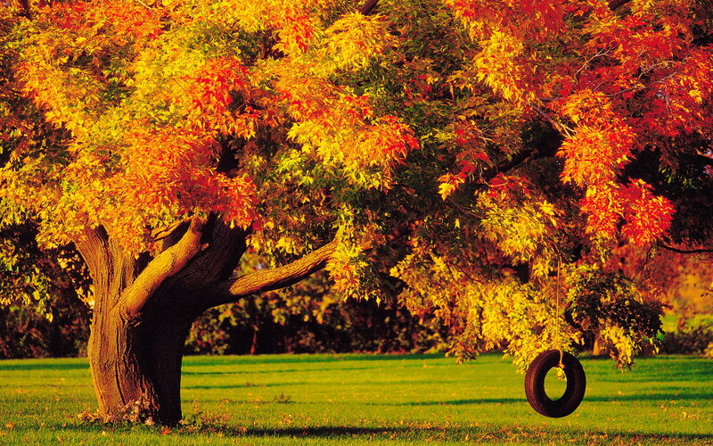 Autumn Tree with Tire Swing — Orange, Serene, Photograph