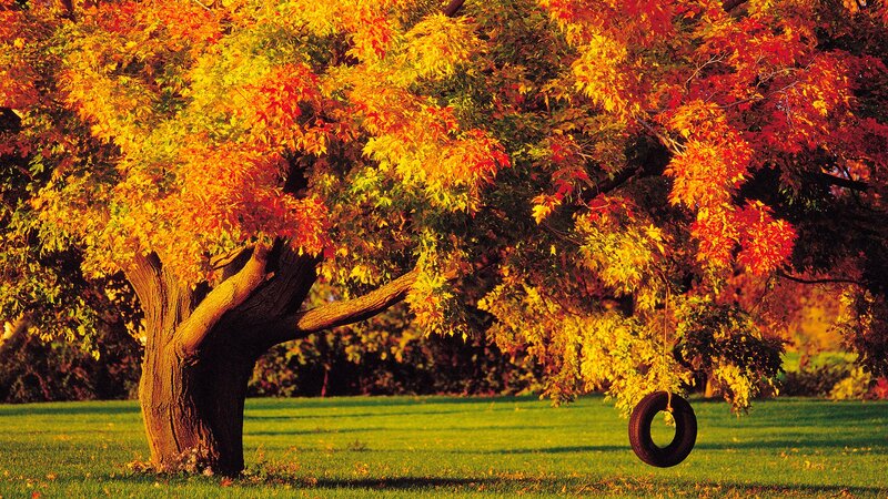 Autumn Tree with Tire Swing — Orange, Serene, Photograph, Tire Swing, Grass