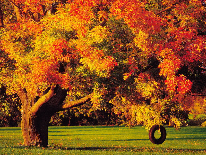 Autumn Tree with Tire Swing — Orange