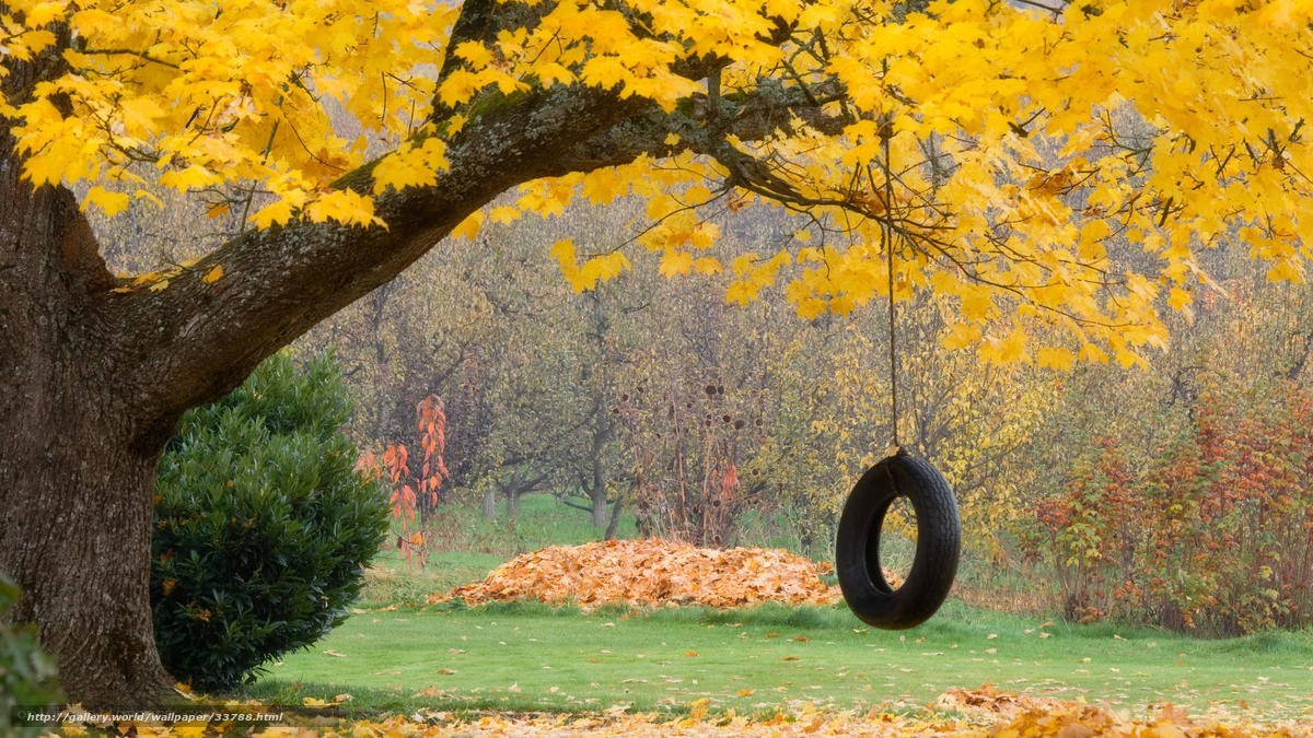 Autumn tree with tire swing