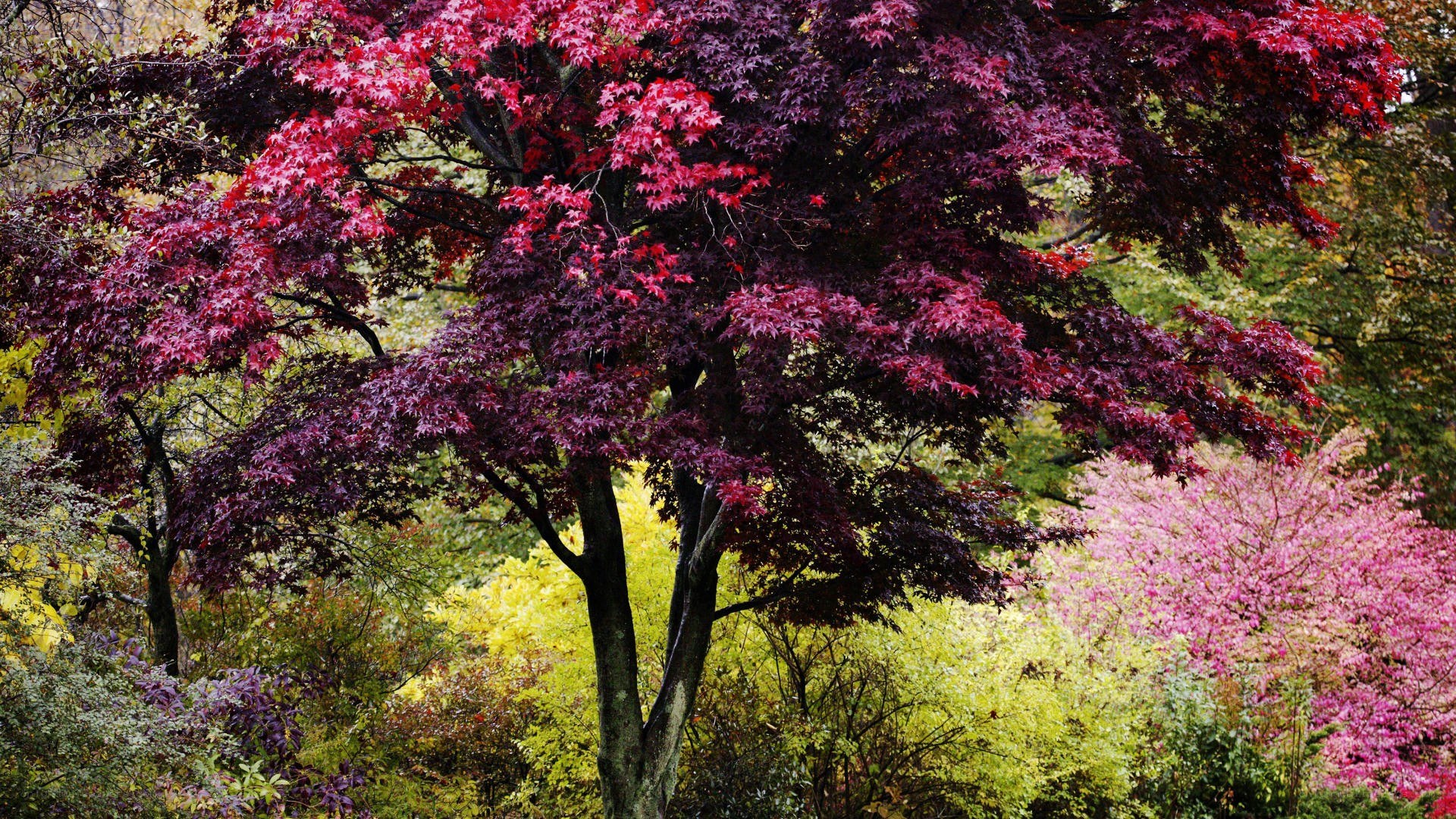 Autumn tree with vibrant foliage