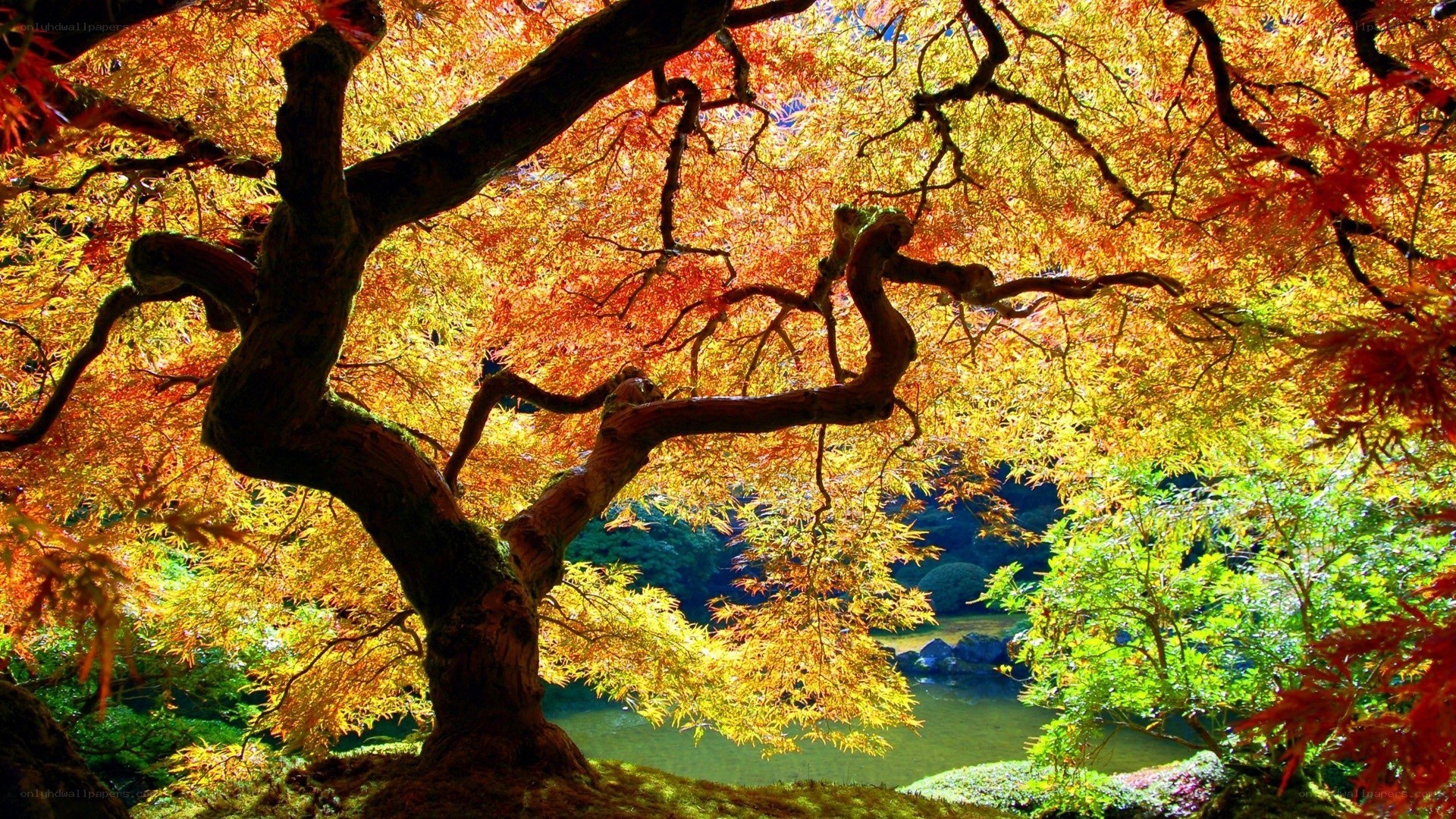 Autumn tree with vibrant leaves