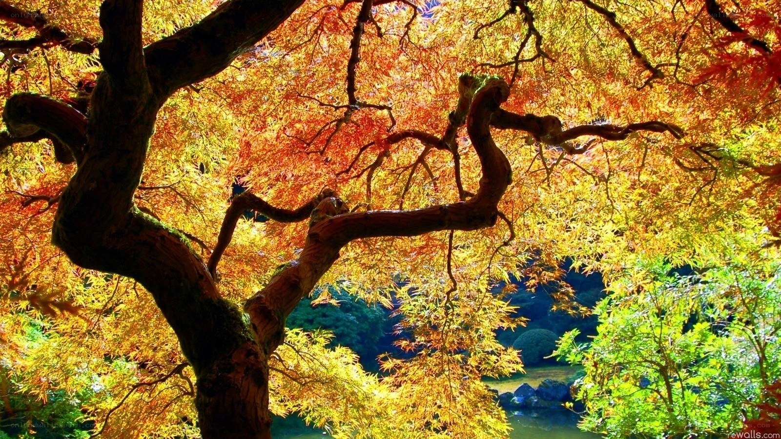 Autumn tree with vibrant leaves