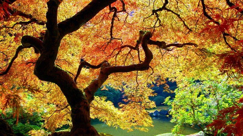 Autumn tree with vibrant leaves