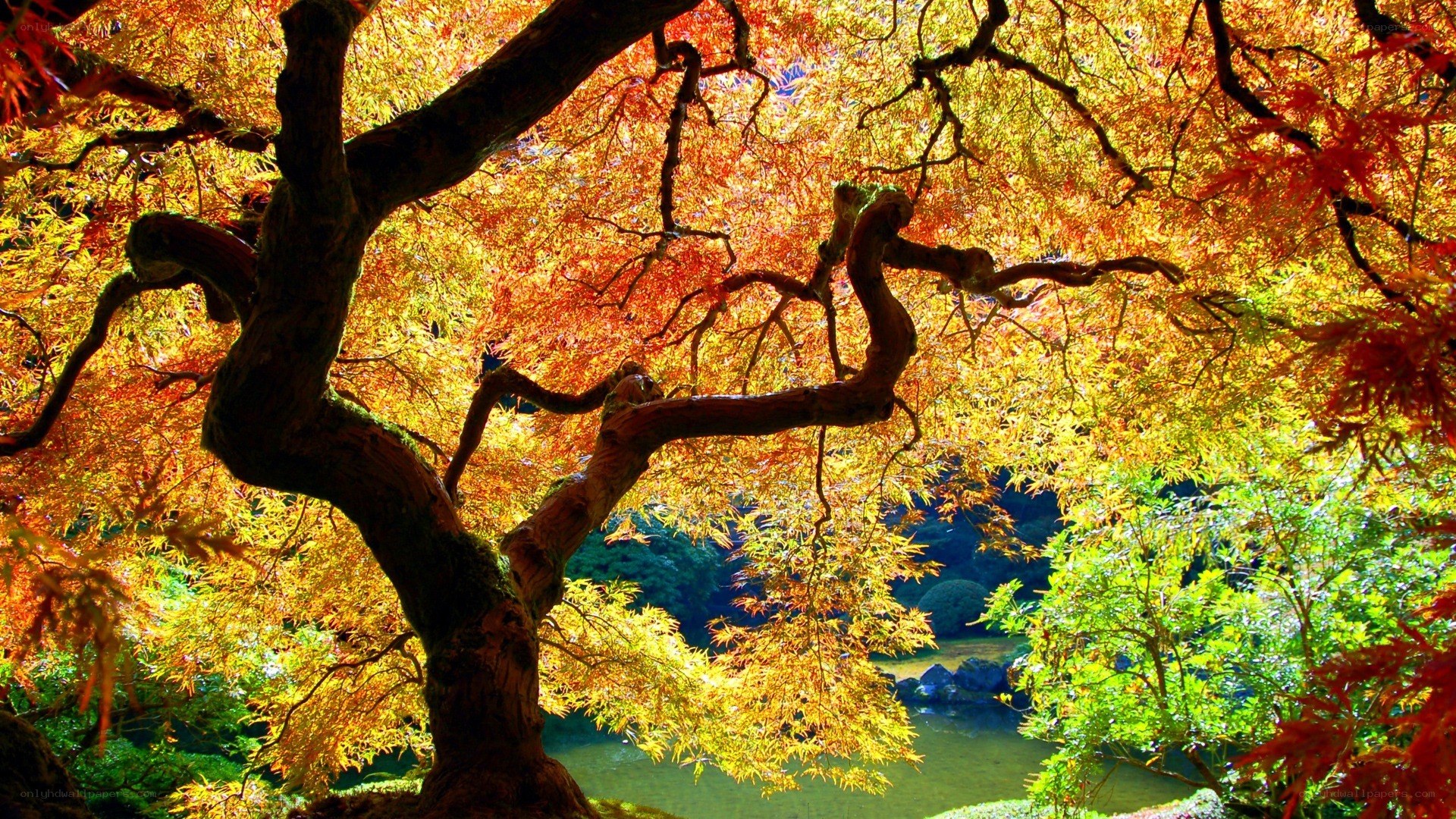 Autumn tree with vibrant leaves