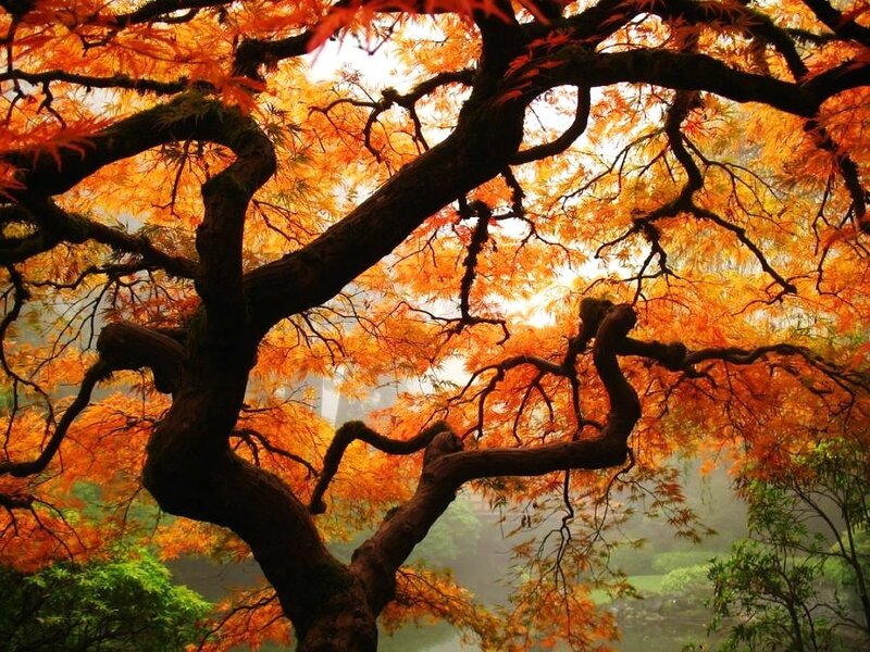 Autumn tree with vibrant orange leaves