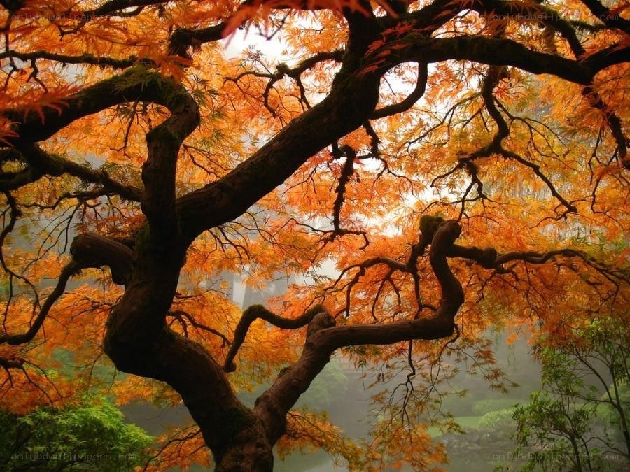 Autumn tree with vibrant orange leaves