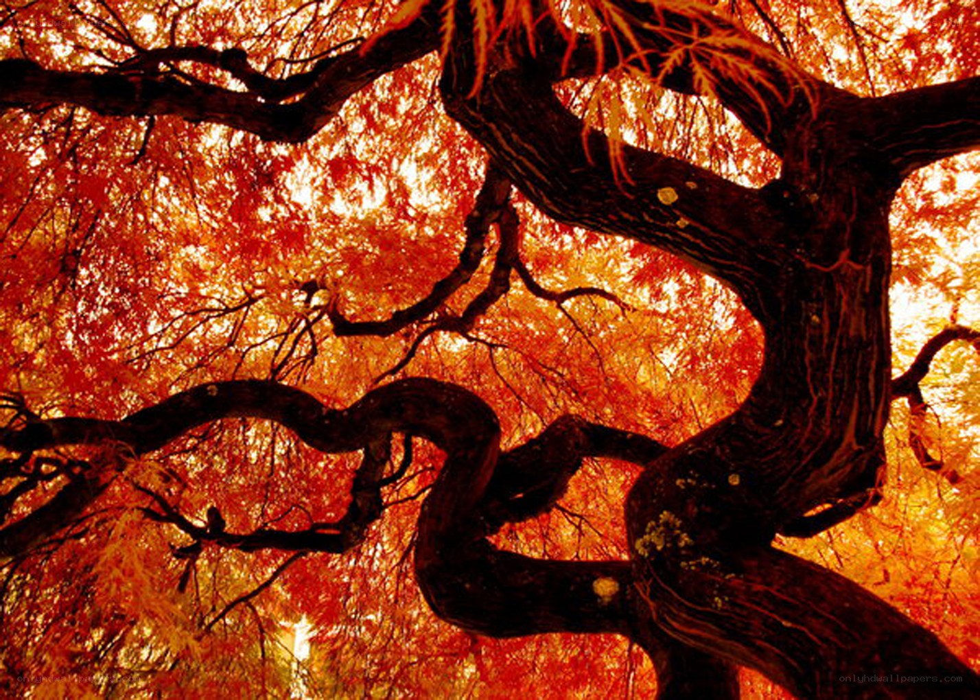 Autumn tree with vibrant red leaves