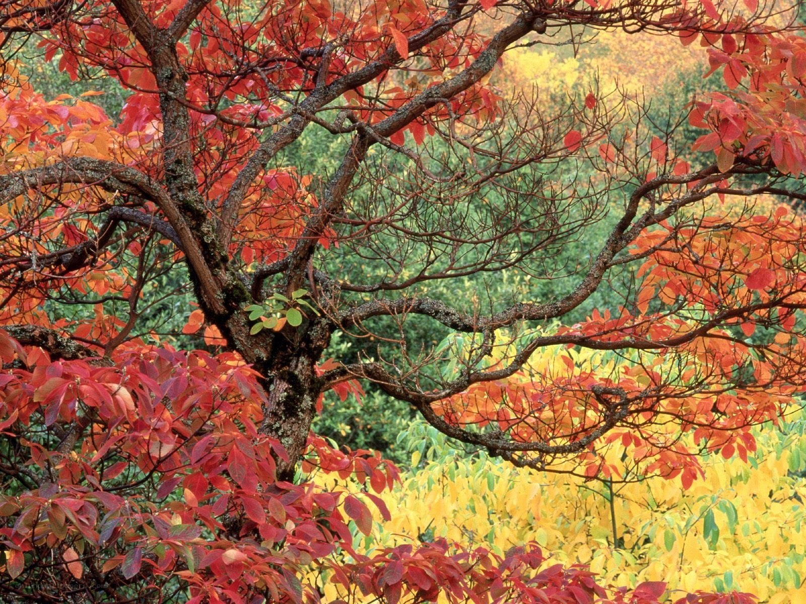 Autumn tree with vibrant red leaves