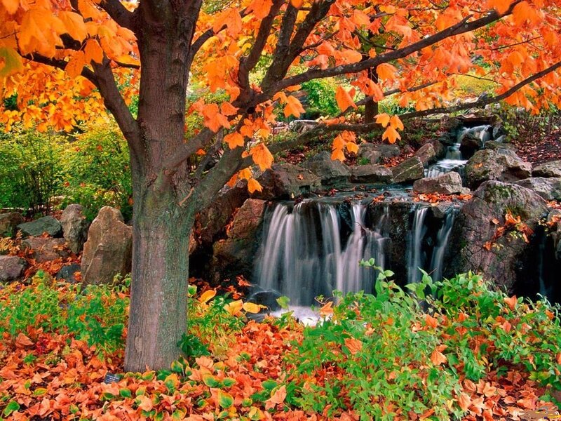 Autumn Tree with Waterfall — Orange