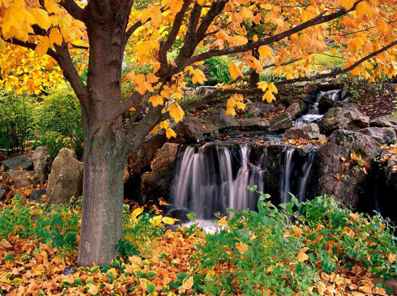 Autumn Tree with Waterfall