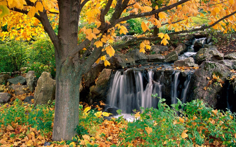 Autumn Tree with Waterfall — Yellow, Serene, Photograph