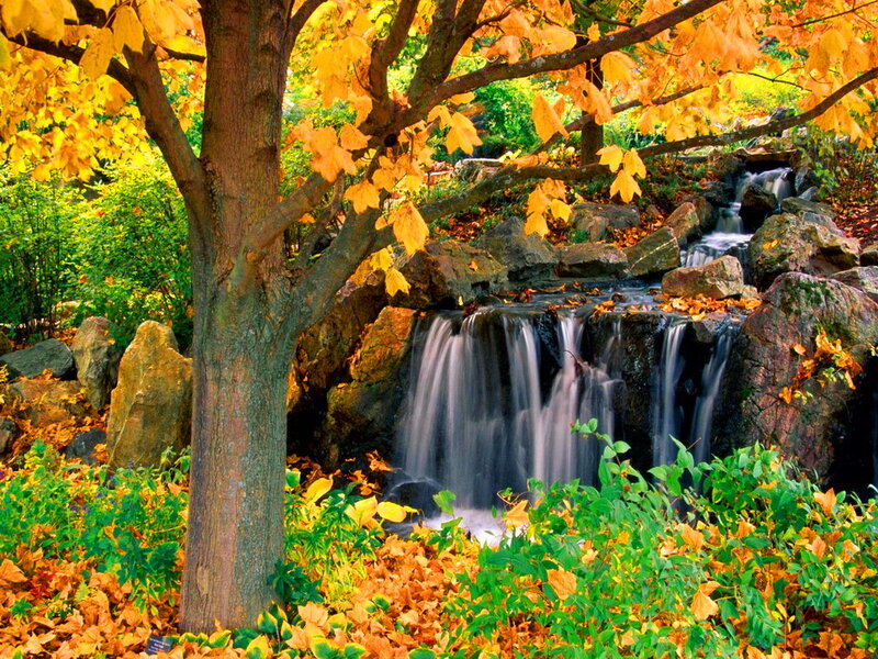 Autumn Tree with Waterfall — Yellow