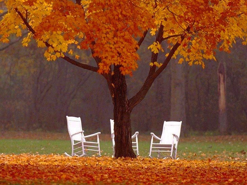 Autumn tree with white chairs
