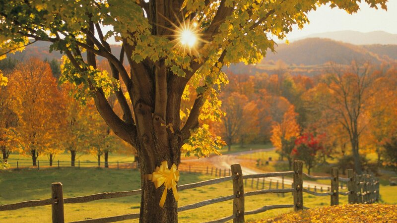 Autumn tree with yellow bow
