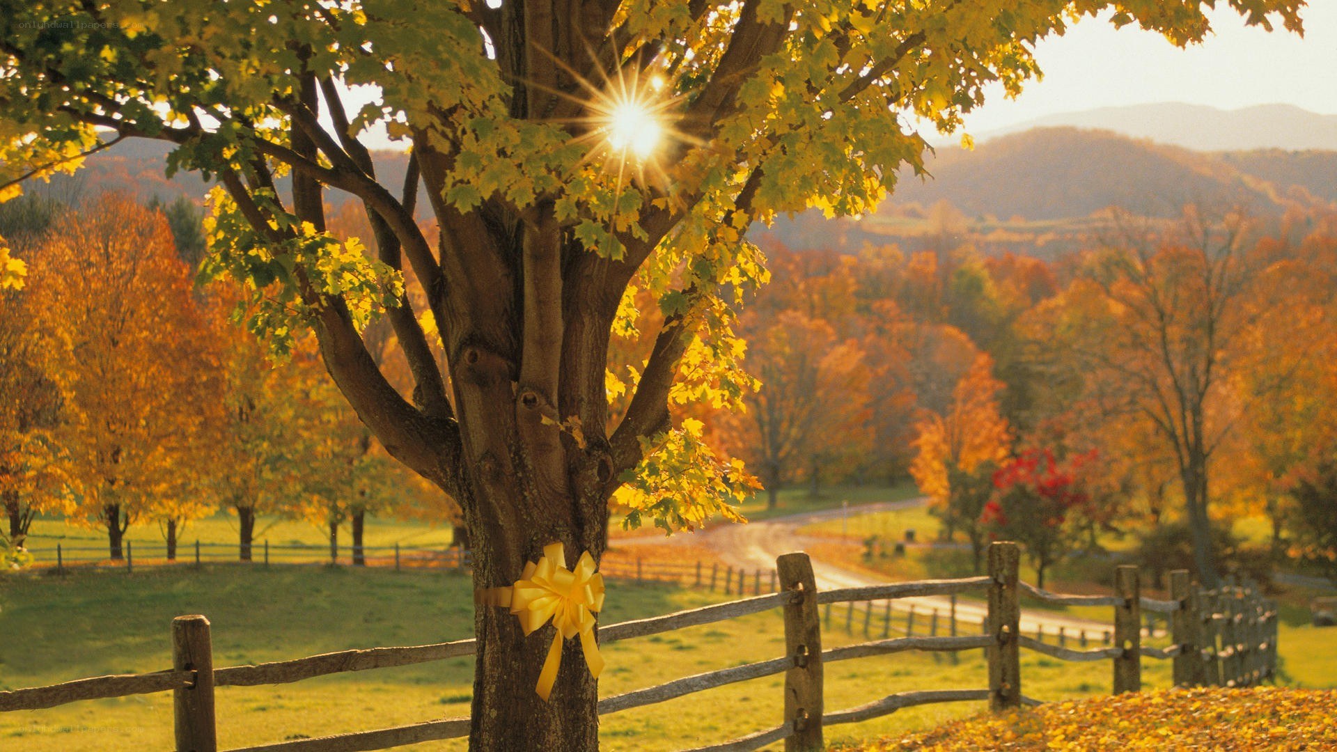 Autumn tree with yellow bow