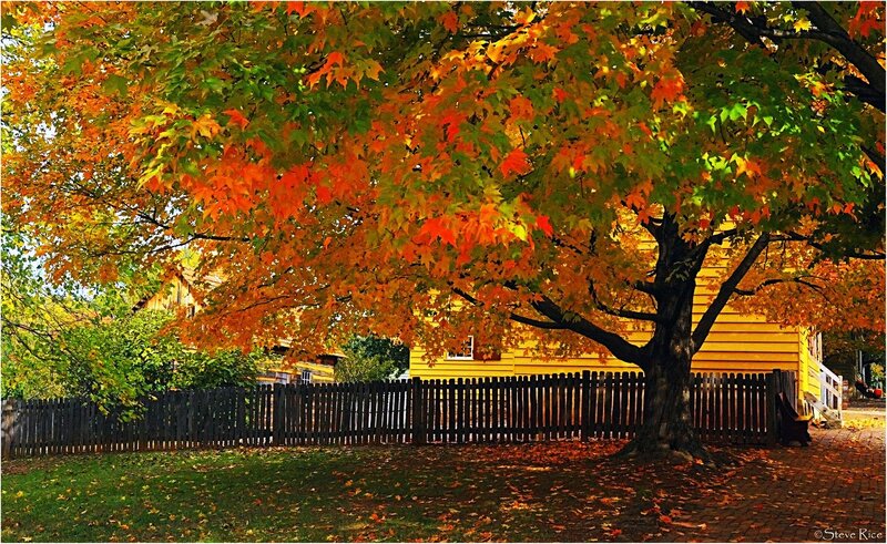 Autumn Tree with Yellow House