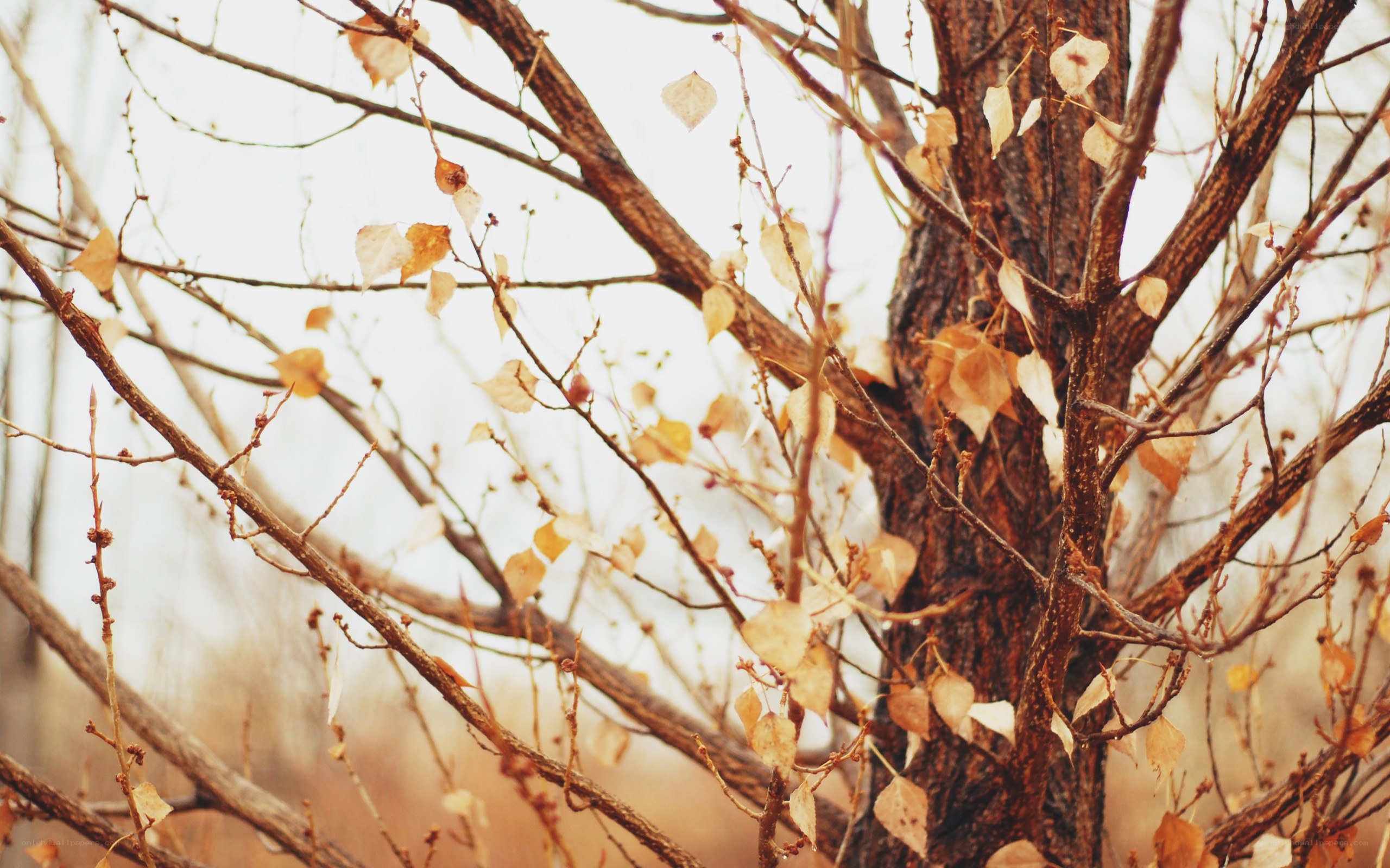 autumn tree with yellow leaves